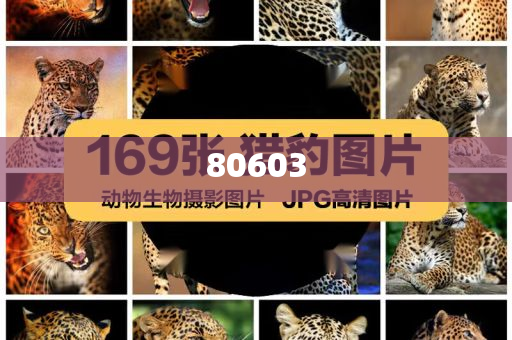 新澳未来展望