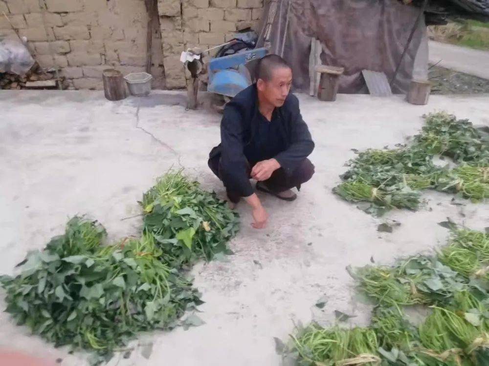 揭秘平特一肖，50元投注背后的收益解析，揭秘平特一肖，投注背后的收益深度解析